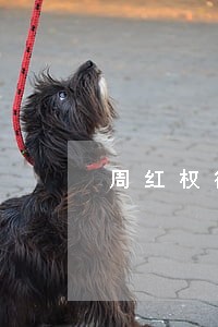 周红权律师