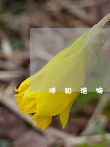呼和浩特债务追讨律师 呼和浩特债务追讨律师