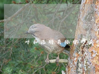 呼和浩特商标律师在线免费咨询