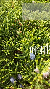 呼和浩特市较好的夫妻财产律师 呼和浩特市较好的夫妻财产律师