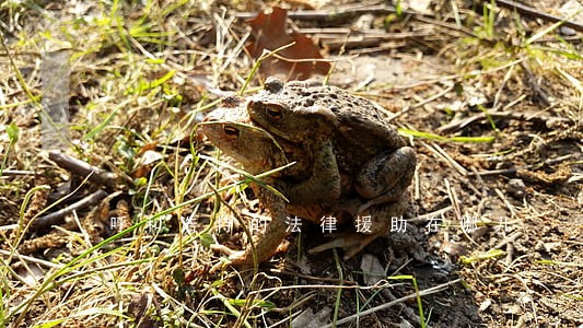 呼和浩特的法律援助在哪儿
