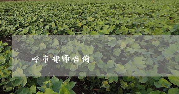 呼市律师咨询 呼市律师咨询