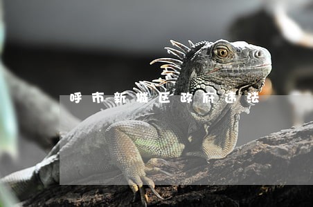 呼市新城区政府违法 呼市新城区政府违法