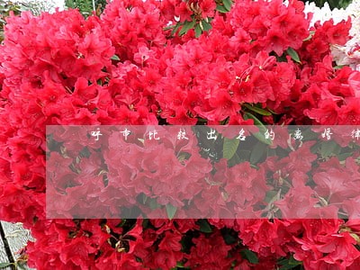 呼市比较出名的离婚律师 呼市比较出名的离婚律师