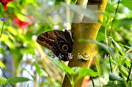 和妻子分居后可以起诉离婚吗 和妻子分居后可以起诉离婚吗