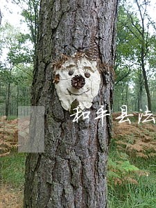 和平县法律援助中心地址 和平县法律援助中心地址