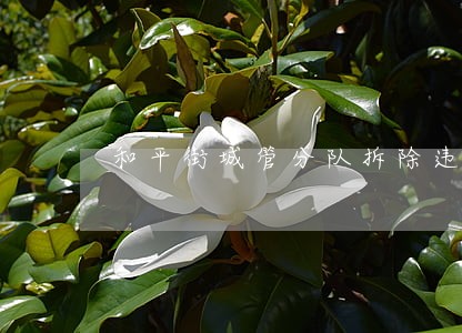 和平街城管分队拆除违法广告牌 和平街城管分队拆除违法广告牌