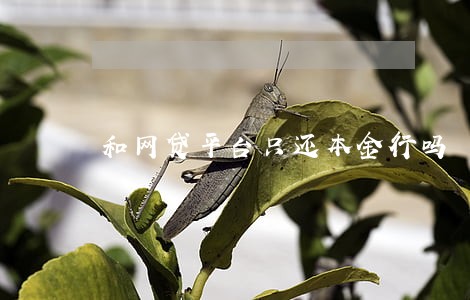 和网贷平台只还本金行吗 和网贷平台只还本金行吗