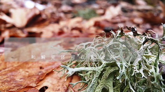 和解完还可以诉讼吗