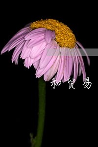 和贸易相关的民法 和贸易相关的民法