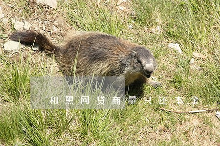 和黑网贷商量只还本金 和黑网贷商量只还本金