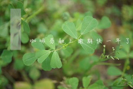 咖啡易融上逾期快一年了 咖啡易融上逾期快一年了
