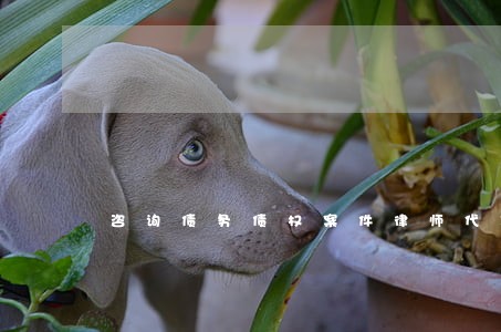咨询债务债权案件律师代理品牌 咨询债务债权案件律师代理品牌