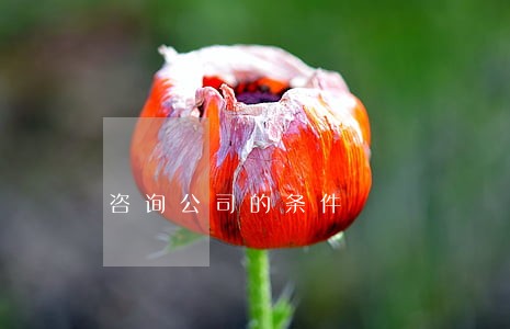 咨询公司的条件 咨询公司的条件