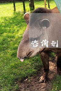 咨询刑事律师要收费吗 咨询刑事律师要收费吗