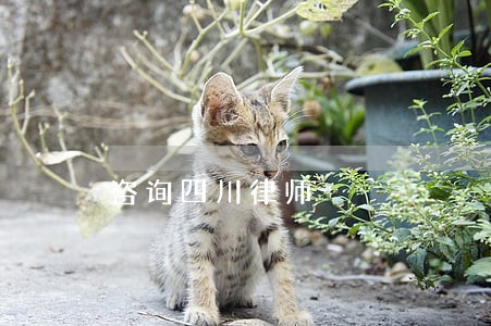 咨询四川律师