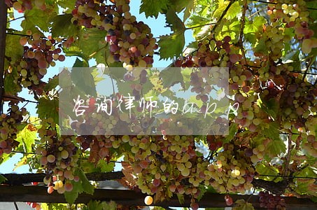 咨询律师的app 咨询律师的app