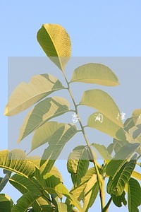 咨询律师继承老人遗产 咨询律师继承老人遗产