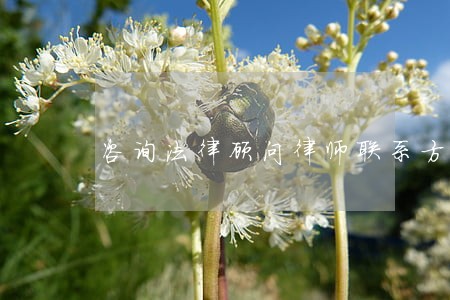 咨询法律顾问律师联系方式