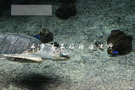 咸丰县工伤赔偿律师 咸丰县工伤赔偿律师