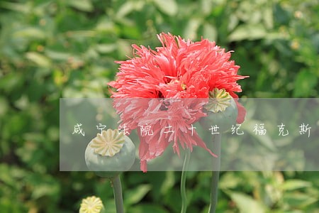 咸宁法院二十世纪福克斯案 咸宁法院二十世纪福克斯案