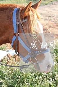 咸阳司法行政网 咸阳司法行政网