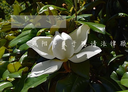 咸阳市关于聘请法律顾问的通知