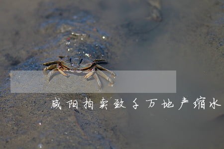 咸阳拍卖致千万地产缩水 咸阳拍卖致千万地产缩水