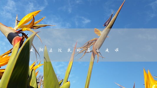 咸阳法院执行局长是谁 咸阳法院执行局长是谁