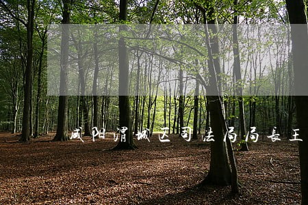 咸阳渭城区司法局局长王传世