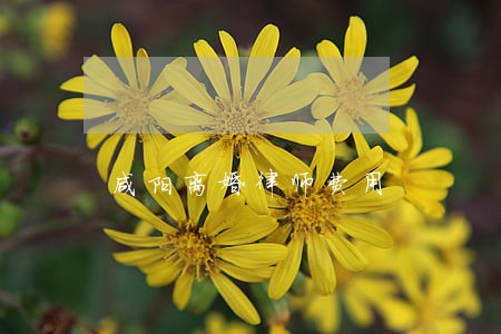 咸阳离婚律师费用