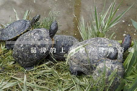 品牌的上海房产律师咨询 品牌的上海房产律师咨询