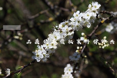 品质债务债权案件律师共同合作 品质债务债权案件律师共同合作