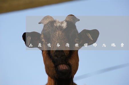 品质债务清偿律师大概费用 品质债务清偿律师大概费用