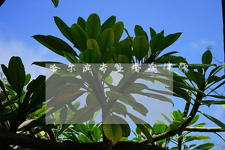 哈尔滨专业婚姻律师