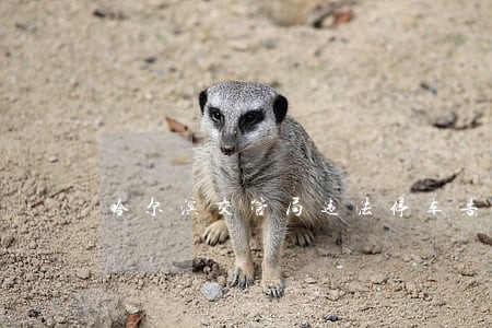 哈尔滨交管局违法停车告知单
