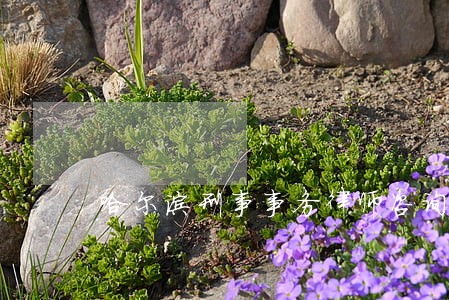 哈尔滨刑事事务律师咨询 哈尔滨刑事事务律师咨询
