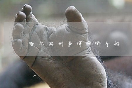 哈尔滨刑事律师哪个好
