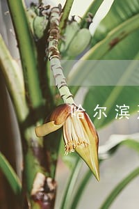 哈尔滨刑辩律师哪个专业 哈尔滨刑辩律师哪个专业