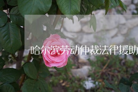 哈尔滨劳动仲裁法律援助 哈尔滨劳动仲裁法律援助