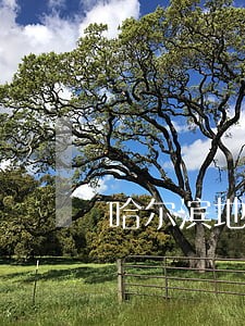 哈尔滨地区重大刑事案律师费用