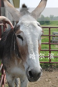 哈尔滨市刑事案辩护律师委托流程