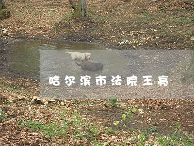 哈尔滨市法院王亮 哈尔滨市法院王亮