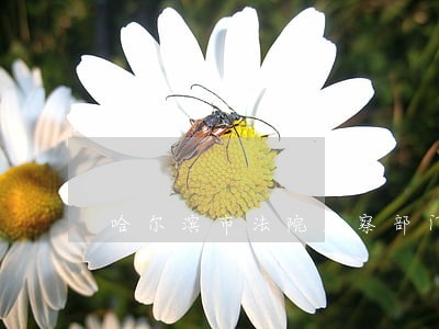 哈尔滨市法院监察部门是哪里
