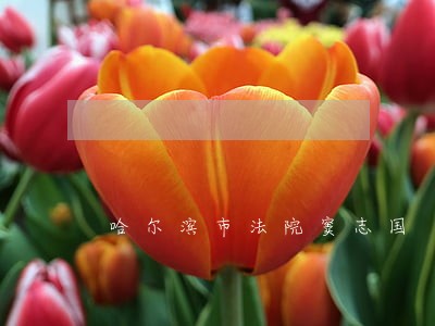 哈尔滨市法院窦志国 哈尔滨市法院窦志国