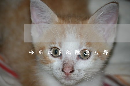 哈尔滨市法院董光辉