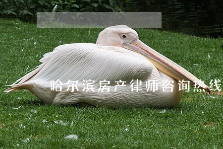 哈尔滨房产律师咨询热线 哈尔滨房产律师咨询热线