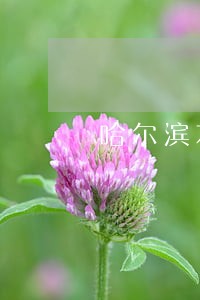哈尔滨本地专业交通律师 哈尔滨本地专业交通律师