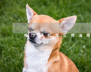 哈尔滨松北区司法局局长 哈尔滨松北区司法局局长