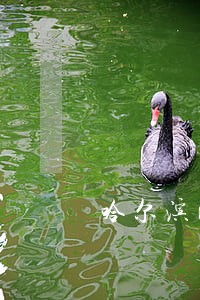 哈尔滨民生信用卡逾期